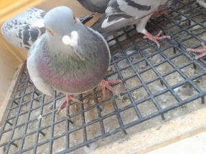 Vând porumbei de 2025 din porumbei zburați - imagine 5