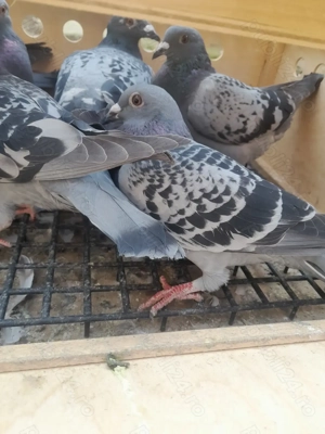 Vând porumbei de 2025 din porumbei zburați - imagine 4