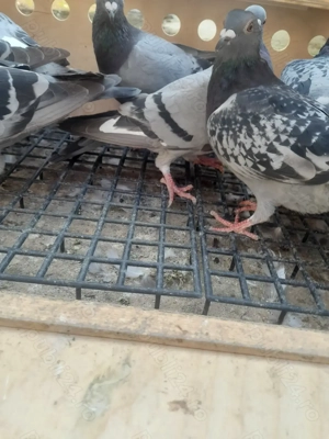 Vând porumbei de 2025 din porumbei zburați - imagine 3