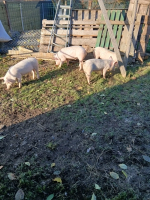 Purcei 4 si șoldani 8 rasa petrean cu marele alb 