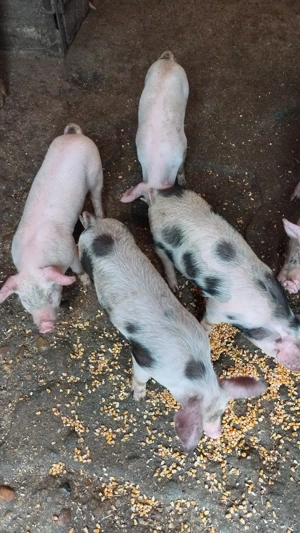 Purcei de vânzare  - imagine 2