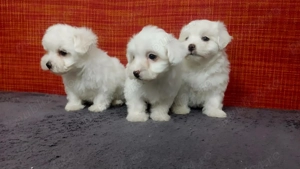 Cățeluși bichon  - imagine 2