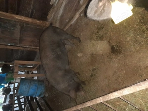 Vând porci pentru Crăciun