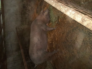 Vând porci pentru Crăciun  - imagine 2 Vând porci pentru Crăciun  - imagine 2