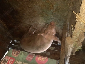 Vând porci pentru Crăciun  - imagine 3 Vând porci pentru Crăciun  - imagine 3