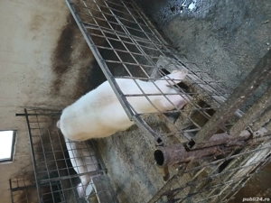 Vand porci de țară  - imagine 4 Vand porci de țară  - imagine 4