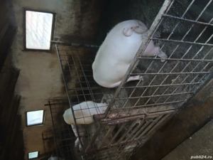 Vand porci de țară  - imagine 3 Vand porci de țară  - imagine 3