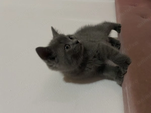 Pui pisica british caută căsuța noua - imagine 3