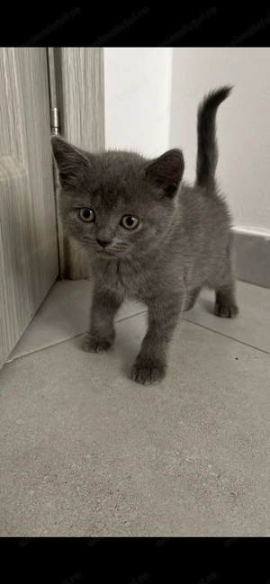 Pui pisica british caută căsuța noua - imagine 4