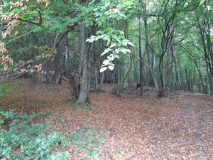 Teren de vanzare in zone Feleacu  la 15km de Cluj Napoca -5342mp. - imagine 6