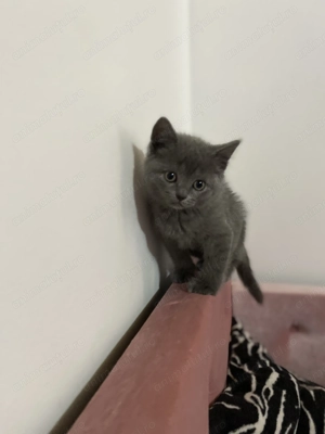 Pui pisica british caută căsuța noua - imagine 2