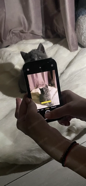 Pui pisica british caută căsuța noua - imagine 5