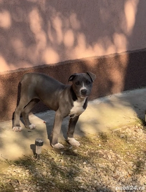 amstaff bule foarte bn dezvoltata  - imagine 2 amstaff bule foarte bn dezvoltata  - imagine 2