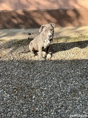 amstaff bule foarte bn dezvoltata  - imagine 4 amstaff bule foarte bn dezvoltata  - imagine 4