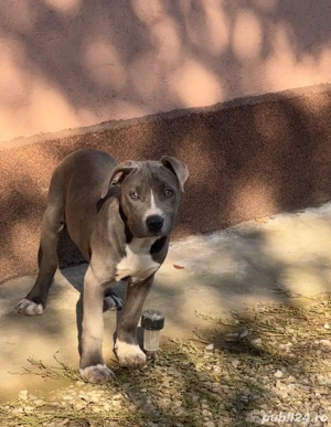 amstaff bule foarte bn dezvoltata  - imagine 3 amstaff bule foarte bn dezvoltata  - imagine 3