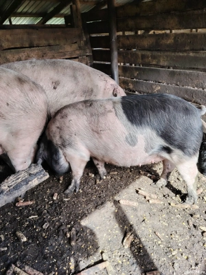 vand scroafa gestanta