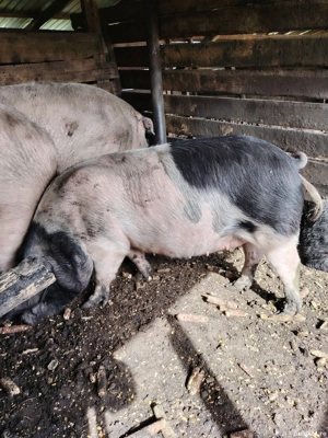 vand scroafa gestanta - imagine 2