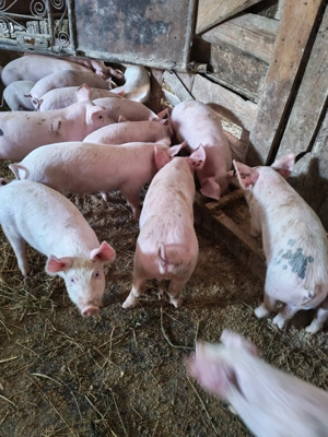 Purcei de vanzare - imagine 3