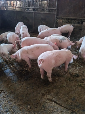 Purcei de vanzare - imagine 2