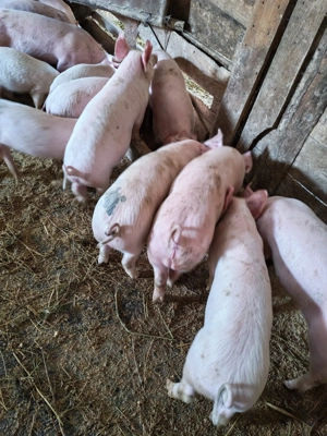 Purcei de vanzare - imagine 4