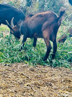 Tap genetica de exceptie