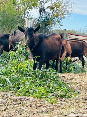 Tap rasa Alpina Franceza