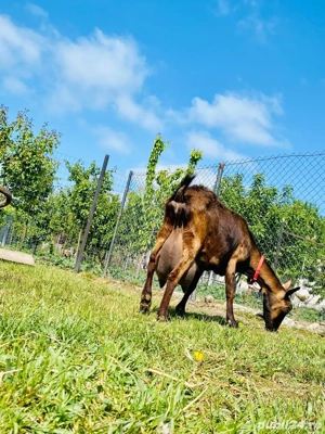 Tap rasa Alpina Franceza - imagine 2