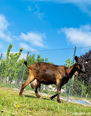 Tap si Capra Genetica de exceptie