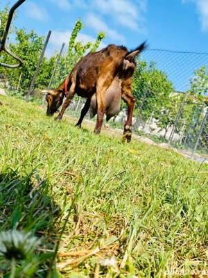 Alpina Franceza de exceptie