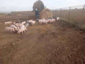 Purcei de vanzare - imagine 5