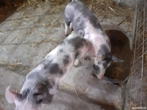 Purcei pietrani in jur de 40 kg