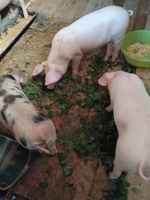 Vand purcei Oferta - imagine 2