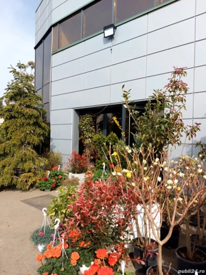 Execut amenajari spatii verzi