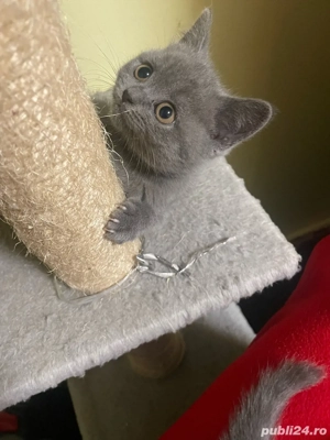 Pisica scotish fold - imagine 2 Pisica scotish fold - imagine 2