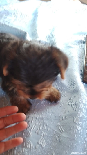 Baiat Yorkshire Terrier superb - imagine 5