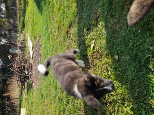 Donez Akita inu japonez