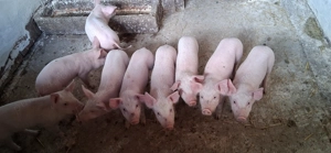 Vand purcei - imagine 3