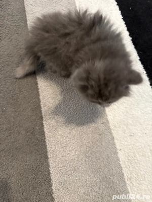 fetiță brithis - imagine 3 fetiță brithis - imagine 3