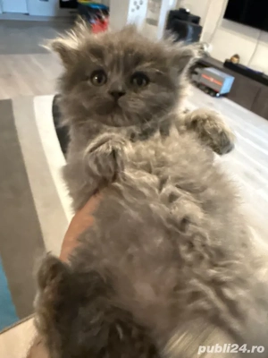 fetiță brithis - imagine 2 fetiță brithis - imagine 2