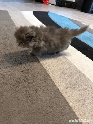 fetiță brithis - imagine 4 fetiță brithis - imagine 4