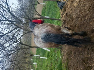 Vând iapă semigrea montată  - imagine 2 Vând iapă semigrea montată  - imagine 2