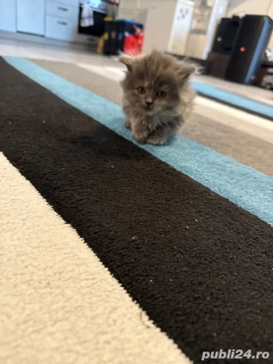 fetiță brithis - imagine 5 fetiță brithis - imagine 5