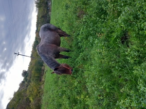 Vând iapă semigrea montată  - imagine 3 Vând iapă semigrea montată  - imagine 3