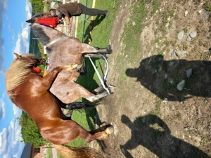 Vând iapă semigrea montată 