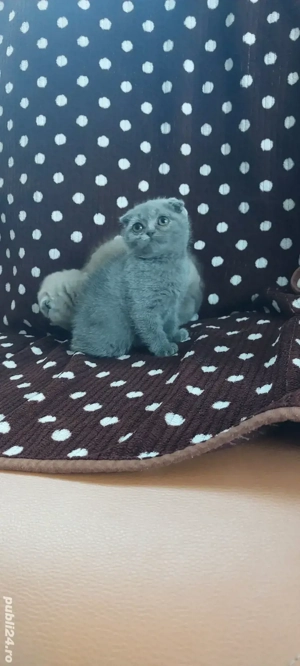 Pisicute Scottish Fold