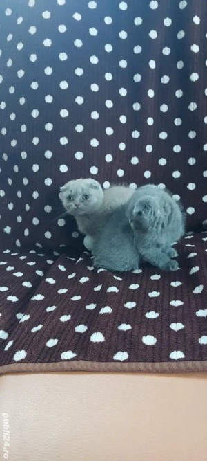 Pisicute Scottish Fold - imagine 2