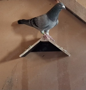 Mascul norma maraton 