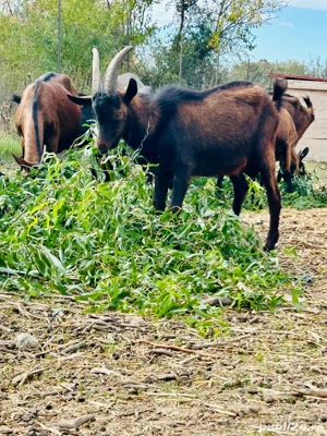 Tap rasa Alpina Franceza - imagine 5