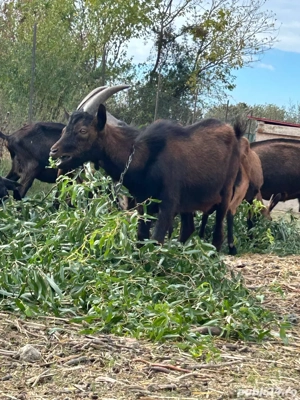 Tap genetica de exceptie - imagine 3