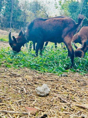 Tap genetica de exceptie - imagine 4